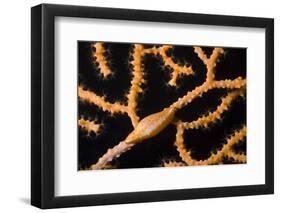 Keys Simnia (Neosimnia Spelta) on a Yellow Gorgonia (Eunicella Cavolini) Monaco-Banfi-Framed Photographic Print