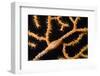 Keys Simnia (Neosimnia Spelta) on a Yellow Gorgonia (Eunicella Cavolini) Monaco-Banfi-Framed Photographic Print