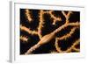 Keys Simnia (Neosimnia Spelta) on a Yellow Gorgonia (Eunicella Cavolini) Monaco-Banfi-Framed Photographic Print