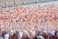 Beautiful and Wild - Flamingos-Keyur Athaide-Framed Photographic Print