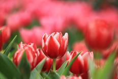 Red Tulip-Khao_fofa-Mounted Photographic Print