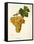 Khardji Grape-A. Kreyder-Framed Stretched Canvas