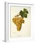 Khardji Grape-A. Kreyder-Framed Giclee Print