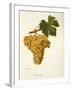 Khardji Grape-A. Kreyder-Framed Giclee Print