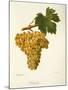 Khardji Grape-A. Kreyder-Mounted Giclee Print