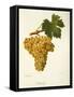 Khardji Grape-A. Kreyder-Framed Stretched Canvas