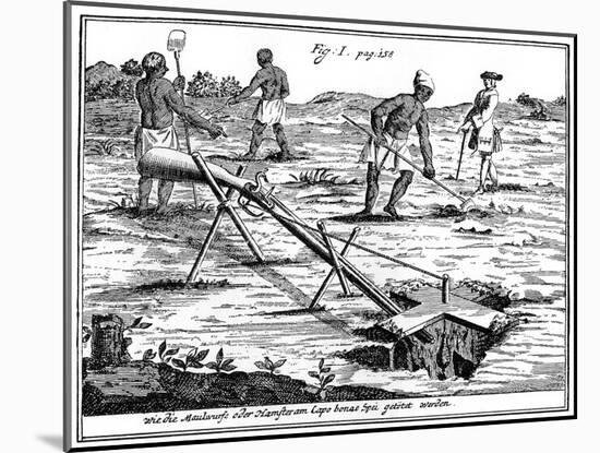 Khoikhois Catching Moles, South Africa, 18th Century-null-Mounted Giclee Print