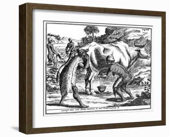 Khoikhois Milking Cows and Making Butter, South Africa, 18th Century-null-Framed Giclee Print