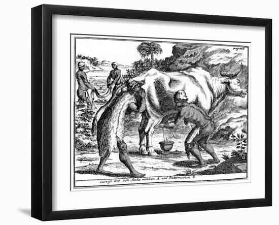 Khoikhois Milking Cows and Making Butter, South Africa, 18th Century-null-Framed Giclee Print