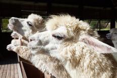 Close up Side View Face of Llama Alpacas in Ranch Farm-khunaspix-Photographic Print