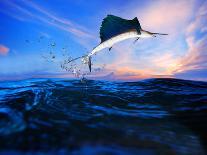 Sailfish Flying over Blue Sea Ocean Use for Marine Life and Beautiful Aquatic Nature-khunaspix-Photographic Print