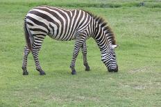 Zebra on Green Grass Field-khunaspix-Photographic Print