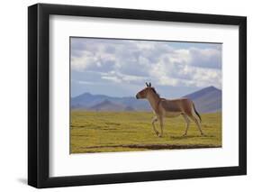 Kiang, Sanjiangyuan National Nature Reserve, Qinghai-Tibet Plateau, Qinghai Province, China-Dong Lei-Framed Photographic Print