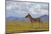 Kiang, Sanjiangyuan National Nature Reserve, Qinghai-Tibet Plateau, Qinghai Province, China-Dong Lei-Mounted Photographic Print