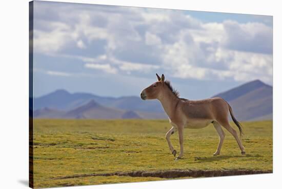 Kiang, Sanjiangyuan National Nature Reserve, Qinghai-Tibet Plateau, Qinghai Province, China-Dong Lei-Stretched Canvas