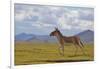 Kiang, Sanjiangyuan National Nature Reserve, Qinghai-Tibet Plateau, Qinghai Province, China-Dong Lei-Framed Photographic Print