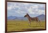 Kiang, Sanjiangyuan National Nature Reserve, Qinghai-Tibet Plateau, Qinghai Province, China-Dong Lei-Framed Photographic Print