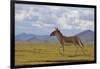 Kiang, Sanjiangyuan National Nature Reserve, Qinghai-Tibet Plateau, Qinghai Province, China-Dong Lei-Framed Photographic Print