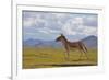 Kiang, Sanjiangyuan National Nature Reserve, Qinghai-Tibet Plateau, Qinghai Province, China-Dong Lei-Framed Photographic Print