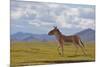 Kiang, Sanjiangyuan National Nature Reserve, Qinghai-Tibet Plateau, Qinghai Province, China-Dong Lei-Mounted Photographic Print