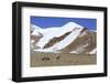 Kiangs, Chantang Wildlife Sanctuary, Ladakh, India-Enrique Lopez-Tapia-Framed Photographic Print