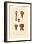 Kidney, 1833-39-null-Framed Giclee Print