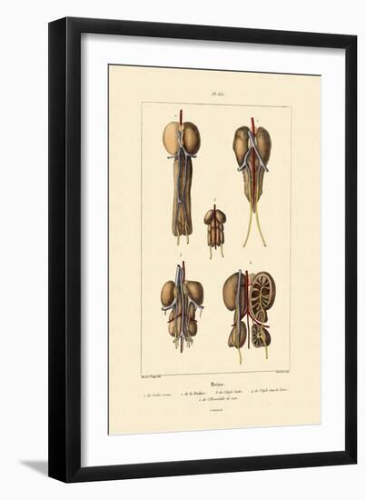 Kidney, 1833-39-null-Framed Giclee Print