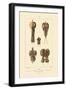 Kidney, 1833-39-null-Framed Giclee Print