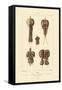 Kidney, 1833-39-null-Framed Stretched Canvas