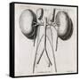 Kidney Anatomy, 18th Century-Middle Temple Library-Framed Stretched Canvas