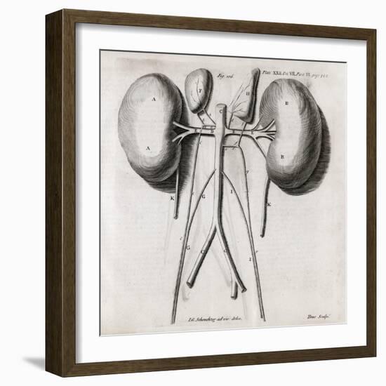 Kidney Anatomy, 18th Century-Middle Temple Library-Framed Photographic Print