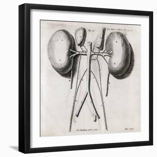 Kidney Anatomy, 18th Century-Middle Temple Library-Framed Photographic Print