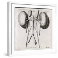 Kidney Anatomy, 18th Century-Middle Temple Library-Framed Photographic Print