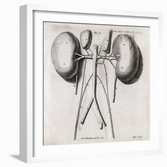 Kidney Anatomy, 18th Century-Middle Temple Library-Framed Photographic Print