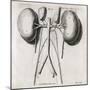 Kidney Anatomy, 18th Century-Middle Temple Library-Mounted Photographic Print