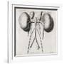 Kidney Anatomy, 18th Century-Middle Temple Library-Framed Photographic Print