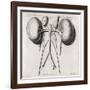 Kidney Anatomy, 18th Century-Middle Temple Library-Framed Photographic Print