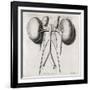 Kidney Anatomy, 18th Century-Middle Temple Library-Framed Photographic Print