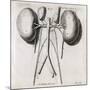 Kidney Anatomy, 18th Century-Middle Temple Library-Mounted Photographic Print