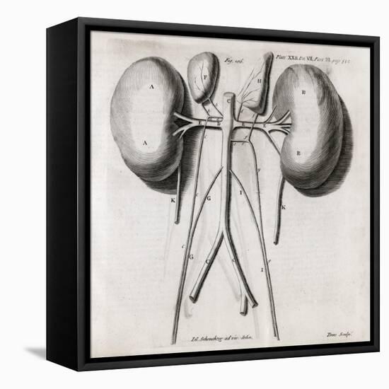 Kidney Anatomy, 18th Century-Middle Temple Library-Framed Stretched Canvas