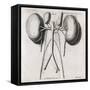 Kidney Anatomy, 18th Century-Middle Temple Library-Framed Stretched Canvas