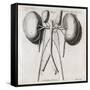 Kidney Anatomy, 18th Century-Middle Temple Library-Framed Stretched Canvas