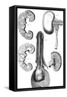 Kidney and Bladder 18th C.-null-Framed Stretched Canvas