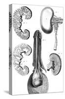 Kidney and Bladder 18th C.-null-Stretched Canvas
