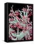 Kidney Blood Vessels, SEM-Susumu Nishinaga-Framed Stretched Canvas