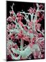 Kidney Blood Vessels, SEM-Susumu Nishinaga-Mounted Photographic Print