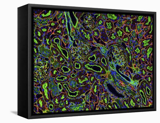 Kidney Cells, Light Micrograph-Thomas Deerinck-Framed Stretched Canvas