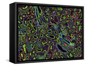 Kidney Cells, Light Micrograph-Thomas Deerinck-Framed Stretched Canvas