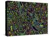 Kidney Cells, Light Micrograph-Thomas Deerinck-Stretched Canvas