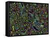 Kidney Cells, Light Micrograph-Thomas Deerinck-Framed Stretched Canvas